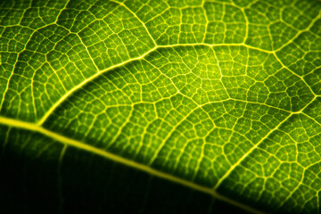 Green leaf in high optical zoom. Oxygen production, green energy, ecology and environment.
