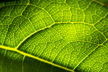 Green leaf in high optical zoom. Oxygen production, green energy, ecology and environment.
