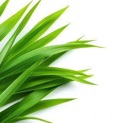 Obraz premium Single Fresh Blade of Grass Positioned Diagonally on White Background