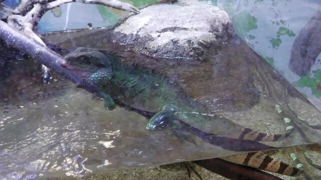 インドネシアウォータードラゴン