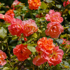 Rosa 'Westerland' is a rose variety that belongs to the Shrub class
