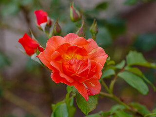 Rosa 'Westerland' is a rose variety that belongs to the Shrub class