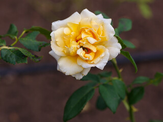 Rosa hybrid tea Michka (MEIvaleir) is blooms in garden