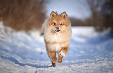Happy Pomeranian in winter