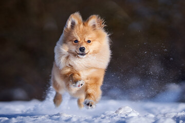 Happy Pomeranian in winter