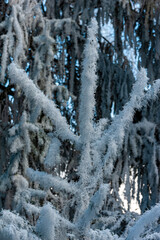 Zima w górach, Beskid Sądecki, Muszyna góra Malnik