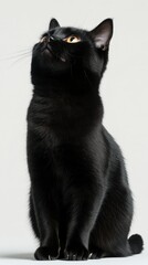 A sleek black cat with shiny fur sits confidently, gazing upward against a transparent background. Its bright eyes add a touch of elegance and curiosity.