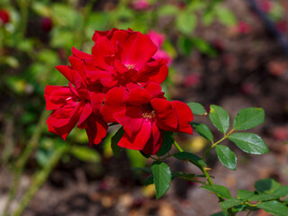 Rosa Moulin Rouge (Sans Souci ) is blooms in garden