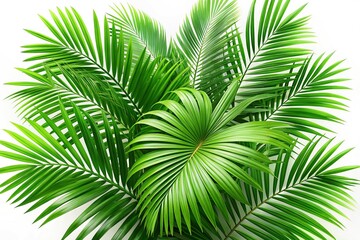 Fototapeta premium Lush Green Palm Leaves Isolated on White Background - Tropical Foliage Stock Photo