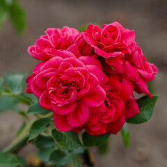 English Rose Sophy’s Rose (AUSlot) is blooms in garden