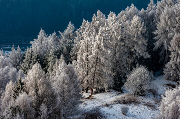 Szron, polskie góry, Beskid Sądecki, Małopolska, Muszyna.