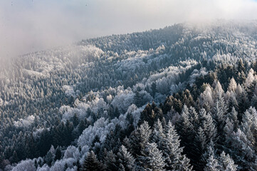 Szron, polskie góry, Beskid Sądecki, Małopolska, Muszyna.