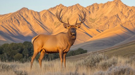 Fototapeta premium A majestic elk stands in a sunlit landscape with mountains in the background.