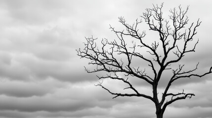 Fototapeta premium Upward view of a dead tree, black and white background, copy space