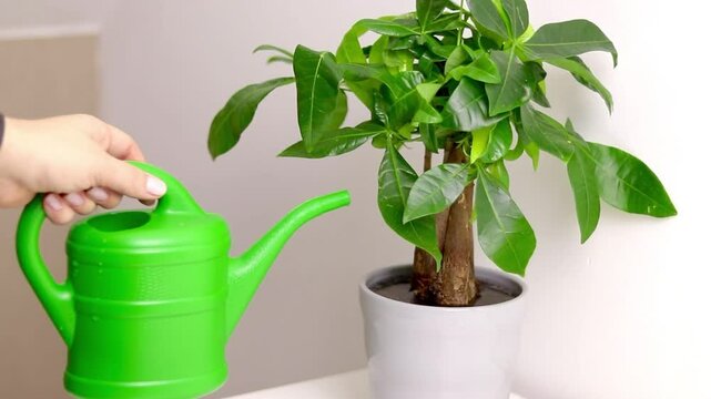 Female hand holding a green watering can and watering a Pachira aquatica plant, growing in a flower pot 