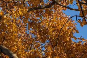 Yellow leaves of autumn red oak Quercus rubra glow golden in rays of autumn sun. Sun rays fall on leaves. Magical nature theme. Nature concept for design.