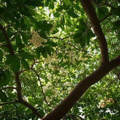 Low angle view of tree canopy with white blossoms and green leaves.