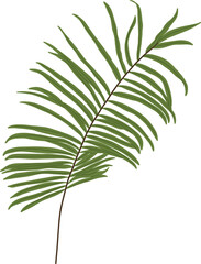 Obraz premium Hand-Drawn of Fern Leaf Illustration