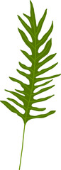 Hand-Drawn of Bracken Fern Illustration