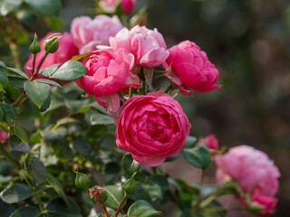 Rosa floribunda Pomponella (KORpompan) is blooms in garden