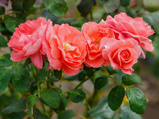 Modern shrub rosa Sommermarchen (KORpinka, Berkshire, Country Touch, Summer Fairytale, Xenia, Country Maid, Pink Sensation, Pink Sunsation) is blooms in garden