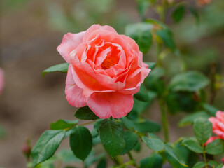 Modern shrub rosa Sommermarchen (KORpinka, Berkshire, Country Touch, Summer Fairytale, Xenia, Country Maid, Pink Sensation, Pink Sunsation) is blooms in garden
