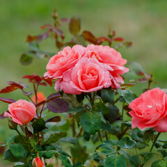 Modern shrub rosa Sommermarchen (KORpinka, Berkshire, Country Touch, Summer Fairytale, Xenia, Country Maid, Pink Sensation, Pink Sunsation) is blooms in garden