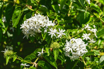 Beautiful White Jasmine Flowers In A Garden
