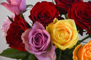 カラフルなバラ
