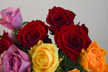 カラフルな薔薇