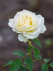 Gybrid tea rosa Pascali is blooms in garden