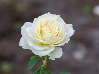 Gybrid tea rosa Pascali is blooms in garden