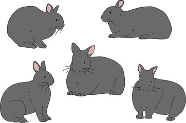 さまざまなアマミノクロウサギ