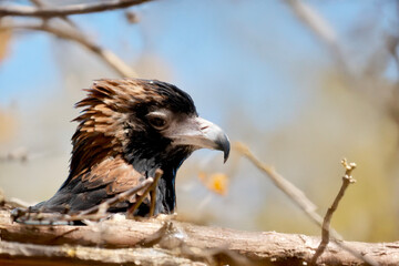 this is a close up of a black breasted buzzard