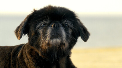 beautiful portrait of an old dog