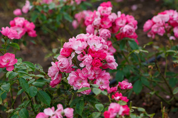 Floribunda rosa Angela (KORday, Angelica) is blooms in garden
