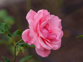 Rosa grandiflora Queen Elizabeth (Queen of England, The Queen Elizabeth Rose) is blooms in garden