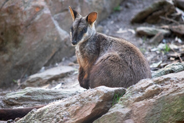 the southern brush tailed rock wallaby is on a rockery