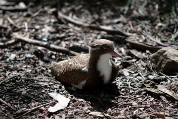 the bush stone curlew is resting on the ground