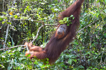 Naklejka premium Bornean Orangutan, Pongo pygmaeus, in Tanjung Puting National Park, Kalimantan, Indonesia.