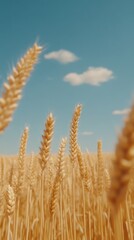 Golden wheat stalks sway under a clear blue sky with fluffy clouds, capturing the tranquility and abundance of a ripe wheat field.