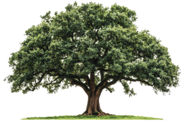 Mature oak tree with thick trunk and dense foliage ,Isolated on transparent background