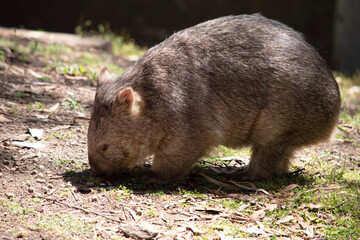 The Common Wombat has a large nose which is shiny black, much like that of a dog. The ears are relatively small, triangular, and slightly rounded