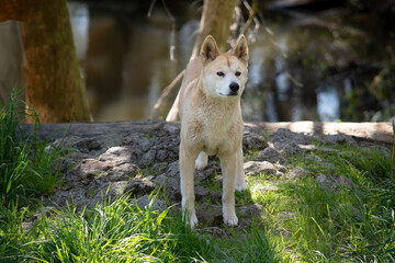 the golden dingo is checking out his domain