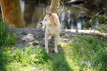 the golden dingo is checking out his domain