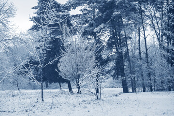 Snow-covered trees in a city park.