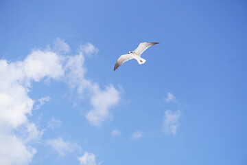The Landscapes, Ocean, Animals and Flowers
