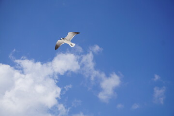 The Landscapes, Ocean, Animals and Flowers