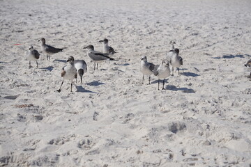 The Landscapes, Ocean, Animals and Flowers