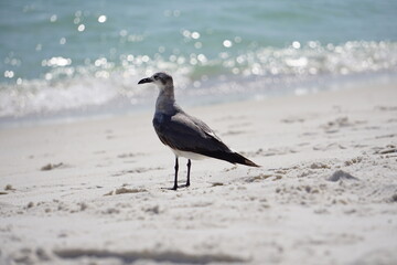 The Landscapes, Ocean, Animals and Flowers